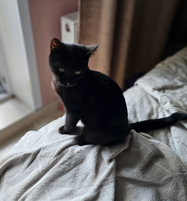 Ласковый котомальчик ищет себе новый дом ❤🐈‍⬛
Мал?...