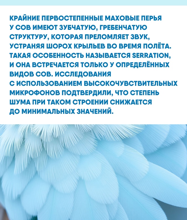 Абсолютная тишина при полёте — залог успешной охоты с?...
