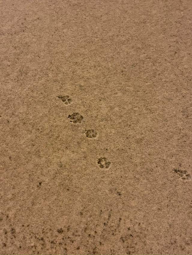 С первым снегом! ❄
#Я_тебя_видел@podslushano_velsk