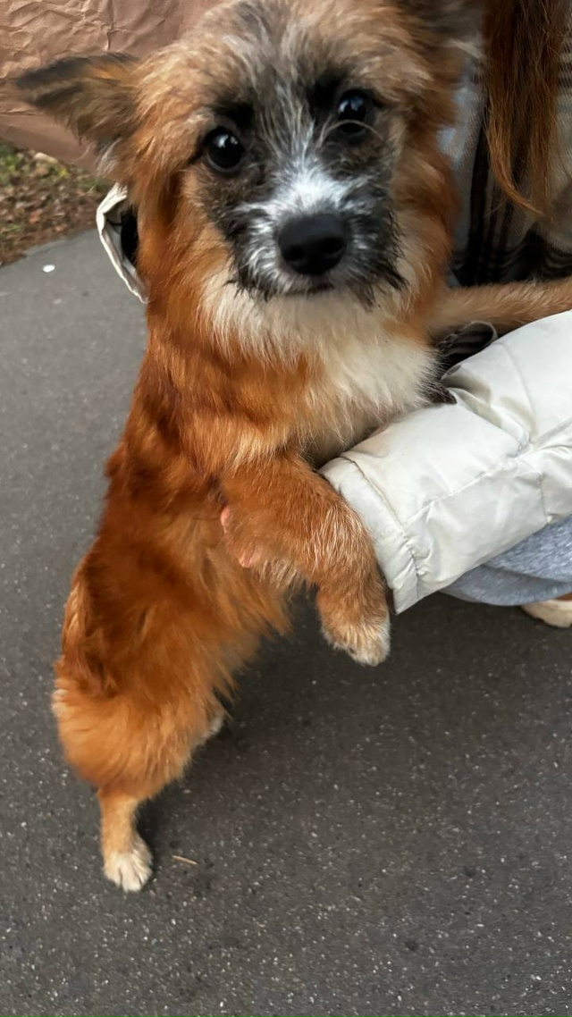 Собачка милая бегает на Северном 13
Уже убежала дальше,...