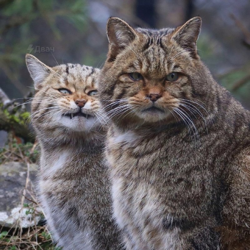 Перед вами европейский лесной кот (Felis silvestris) — это небольшая скрытная дикая кошка, которая ж