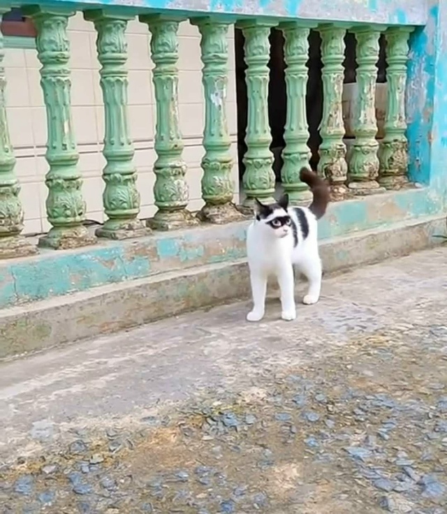 Пока Зорро отдыхает, его кот заменяет)))