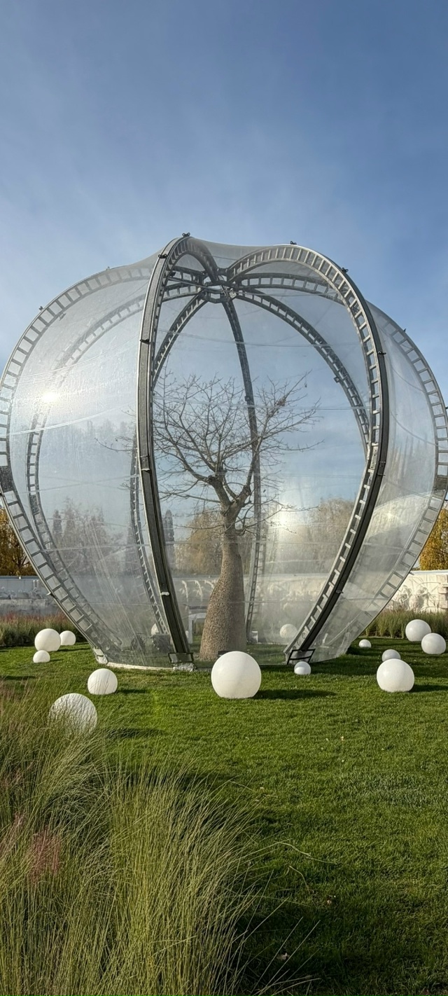 Теперь о прекрасном ? Хоризия расцвела
☝️ Цветок Хо?...