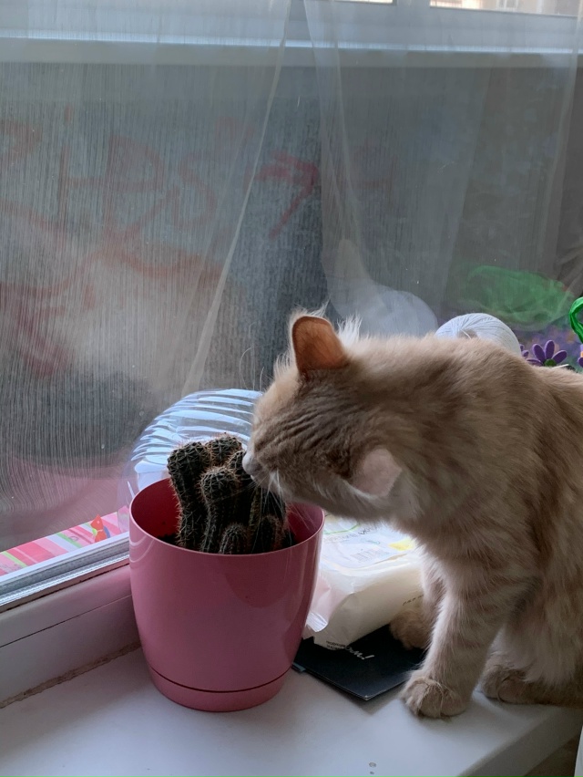 Моменты
Взросления Томасика