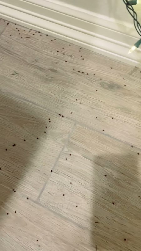 ❗️Квартиры россиян атакуют опасные «ёлочные» клещи
Из-за аномально тёплой зимы паразиты не ушли в с