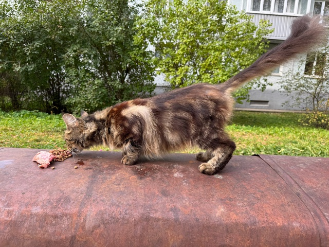 ОСТРОВ, ПСКОВ!
🆘 Выкинут мейн-кун! СРОЧНО ищу передерж?...