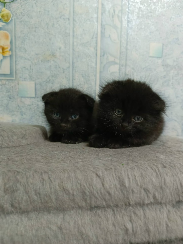 Котятки в добрые руки, все мальчики
В лоточек ходят, ку?...