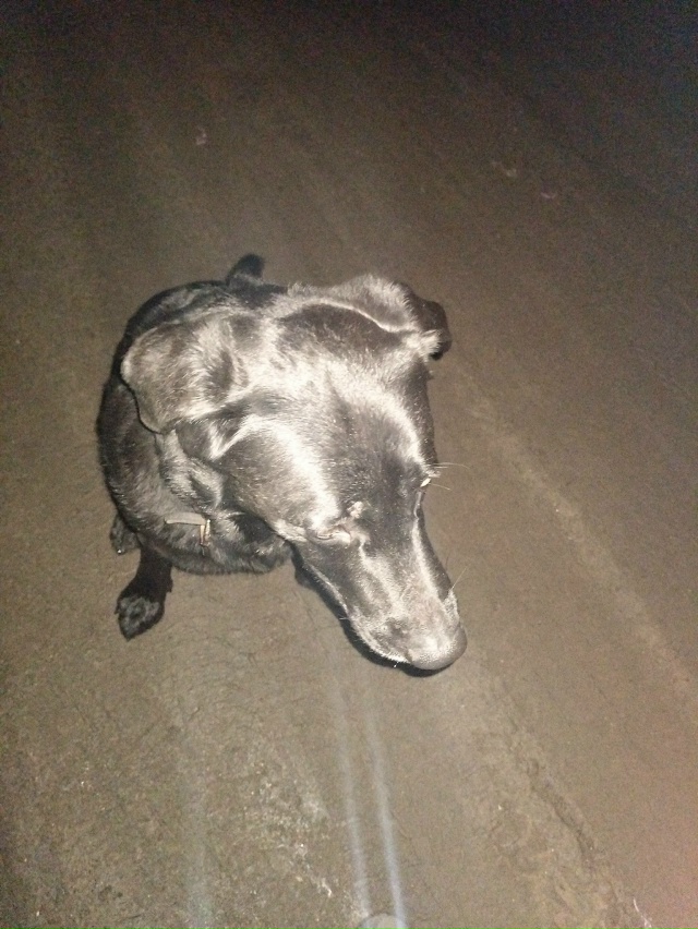 Нашлась собака , мальчик с ошейником , гуляет в районе Г...