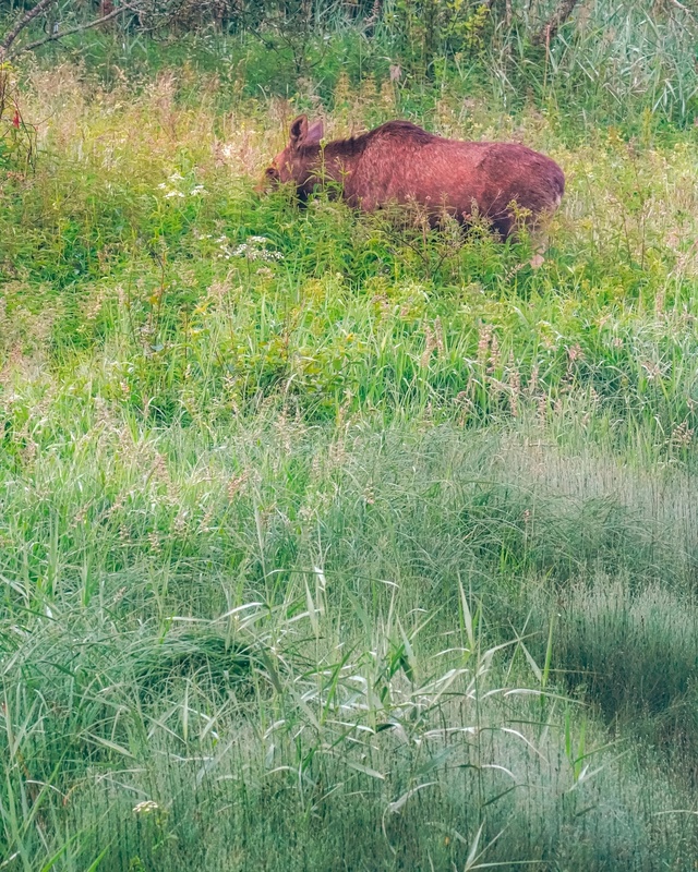 Утренний лосяш у реки Сутка 🦌
📷 Сергей Чекалов