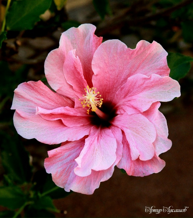 Петергоф. Сад Фермерского дворца. Лето-2025.
Фото и комм...