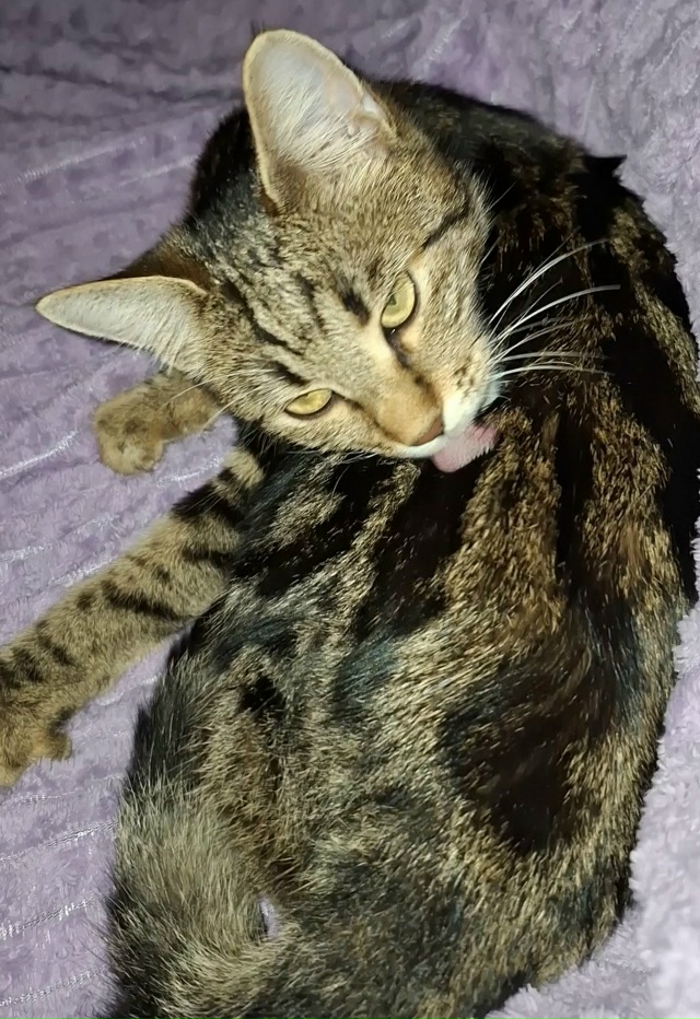 на проспект победе 10А, пропала кошка с розовым ошейник?...