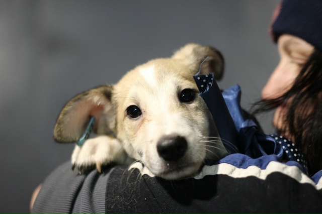 Вот такой чудесный малыш ждёт свой Звёздный час под ?...