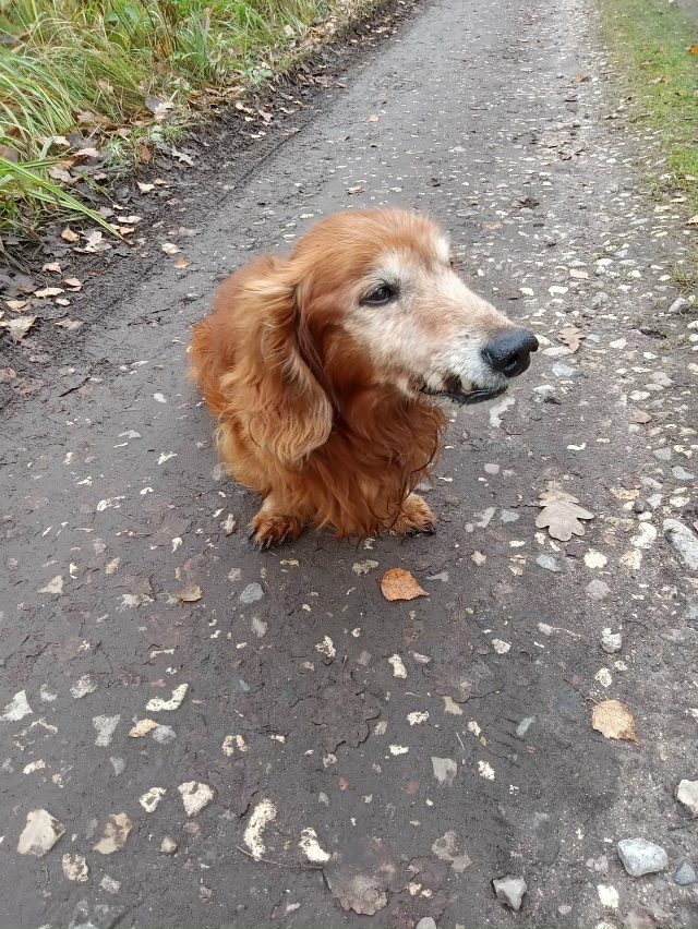 Прибилась собака на улице Пушкинская в сторону рощи. М?...