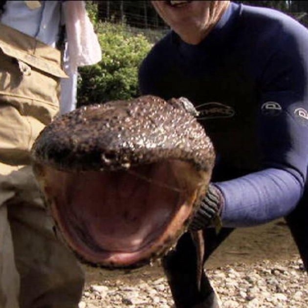 Японская исполинская саламандра. На сегодняшний день ?...