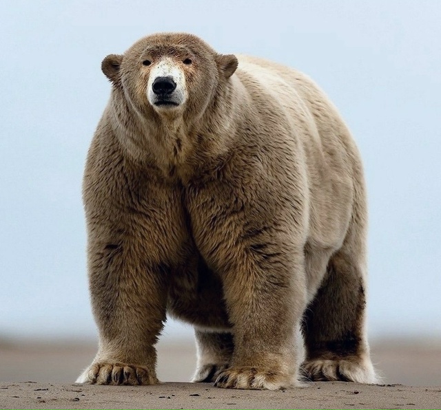 Это самый толстый белый медведь на Аляске. Его зовут То...