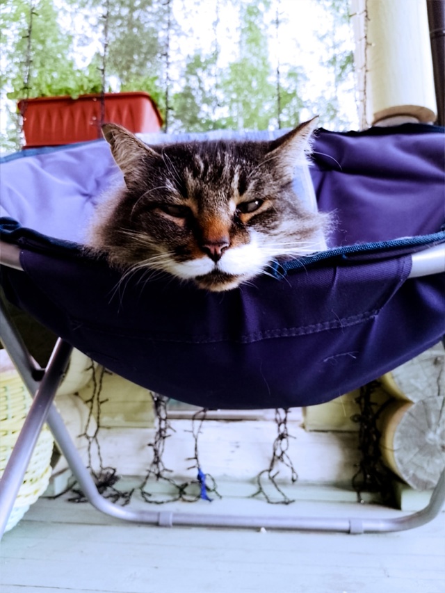 Мои любимые котики. Дворянин Косыгин 9 лет, и Черномырд?...