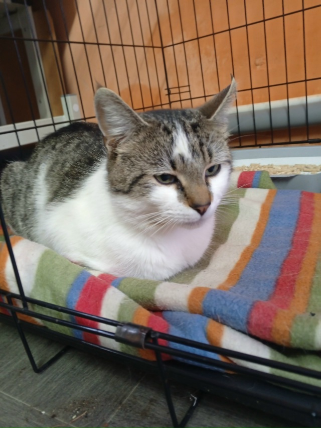 Котик с ОЗОНа ждёт своих новых владельцев, приходите з?...