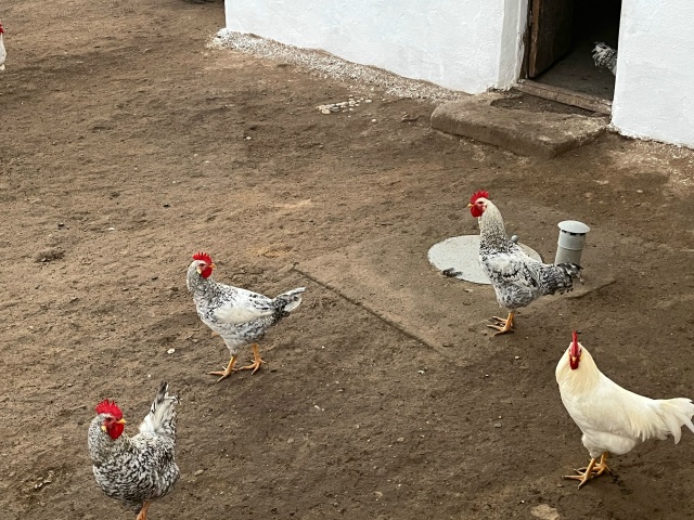 Анонимно.
Продам молодых петушков.
Цена:300р
89058174129