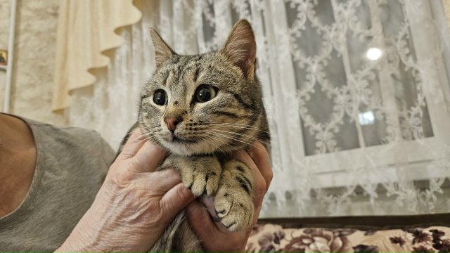 НАШЛИ КОТА❗
Нашли кота около подъезда ул. Девичье поле...