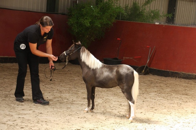 Самая маленькая лошадь!
Эта порода носит название фал?...