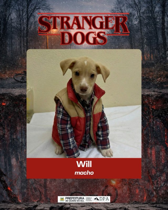 В Бразилии приют для животных нарядил хвостатых в героев «Очень странных дел» чтобы привлечь внимани