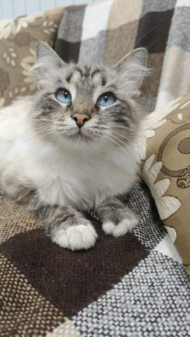 🦁Рубрика «Животные» #Животные@podslushanoperm
⠀
1) 18.11 нашли к...