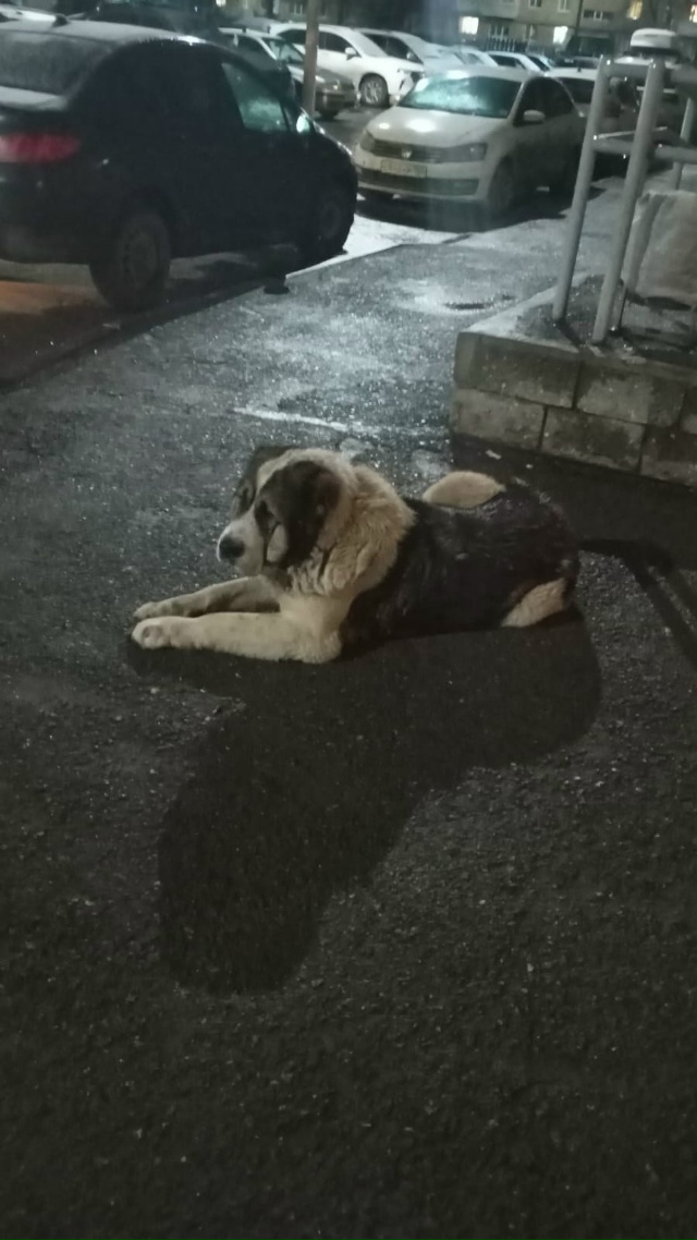 Около 121 гимназии был пес, потом был на транспортной, уб...