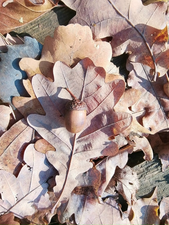 ПРИРОДА ДУХОВОЙ