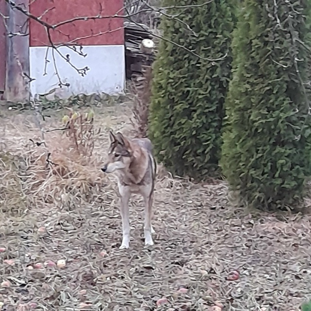В с.Новинки бегает худой, голодный пес. Возможно потеря...