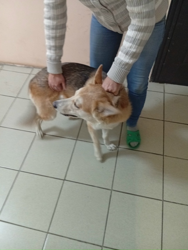 Отдам собаку кобель 10 месяцев. Очень умный пёс но не дл?...