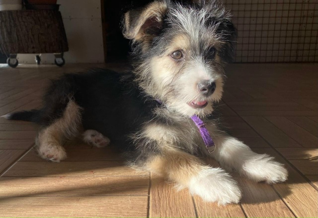 Ищем дом для этой малышки.
Девочка, примерно 3 месяца. Б?...