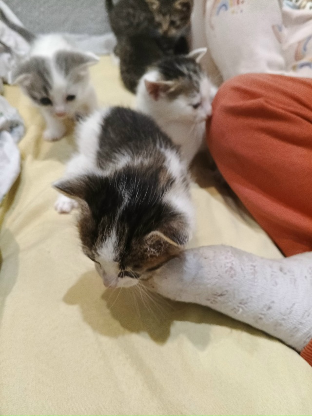 Здравствуйте!!! СРОЧНО!!!!!! Отдам котят в добрые руки. Пр?...