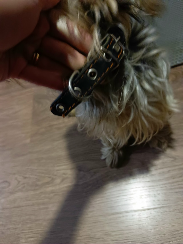 Нашлась собачка йоркширский терьер мальчик, находится...