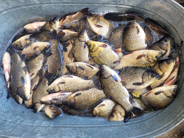 Карась 1кг-150р