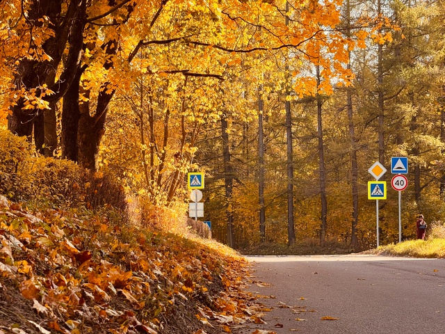 Осень золотая🍁