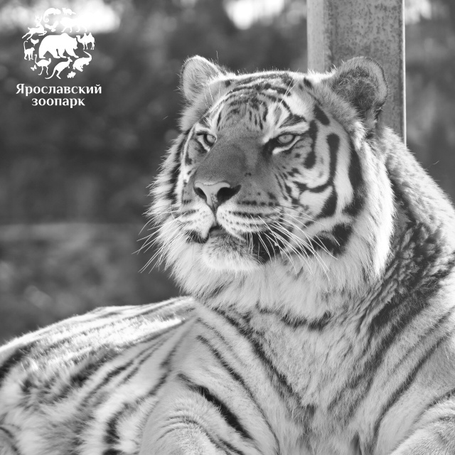 Грустная новость пришла из ярославского зоопарка. Уме?...