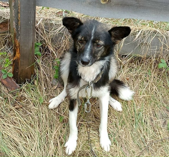 г. Бородино.
Отдаются в добрые руки собачки разного воз...