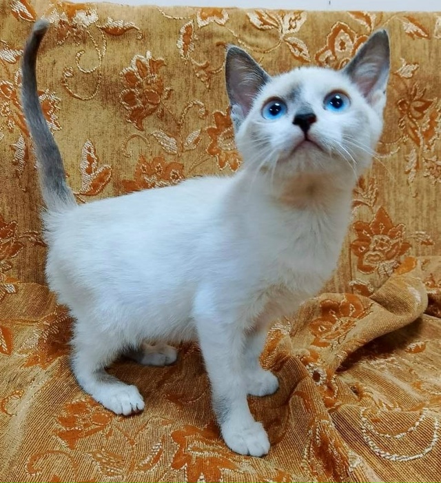 Коты в добрые руки
89308413854