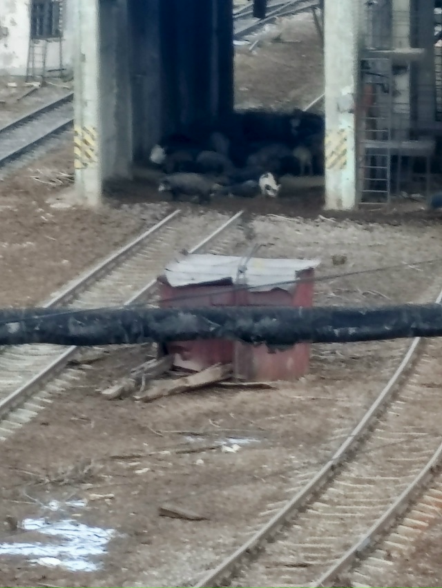 Кто знает что это , и почему там так много хряков? Недав?...