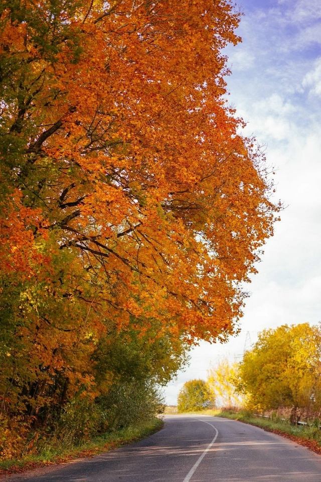 🍁