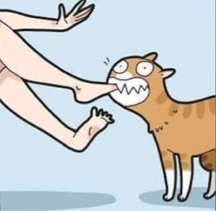 Извечный сюрприз от любимого котика)😂