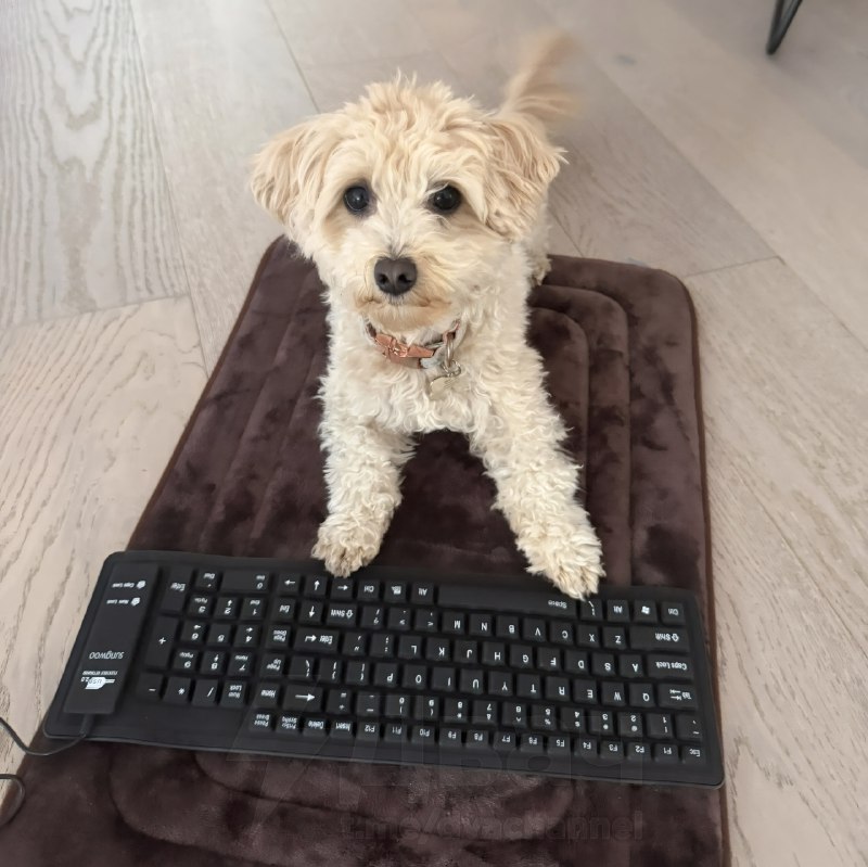 Парень автоматизировал создание игр с помощью нейросети, а главным геймдизайнером сделал своего пса