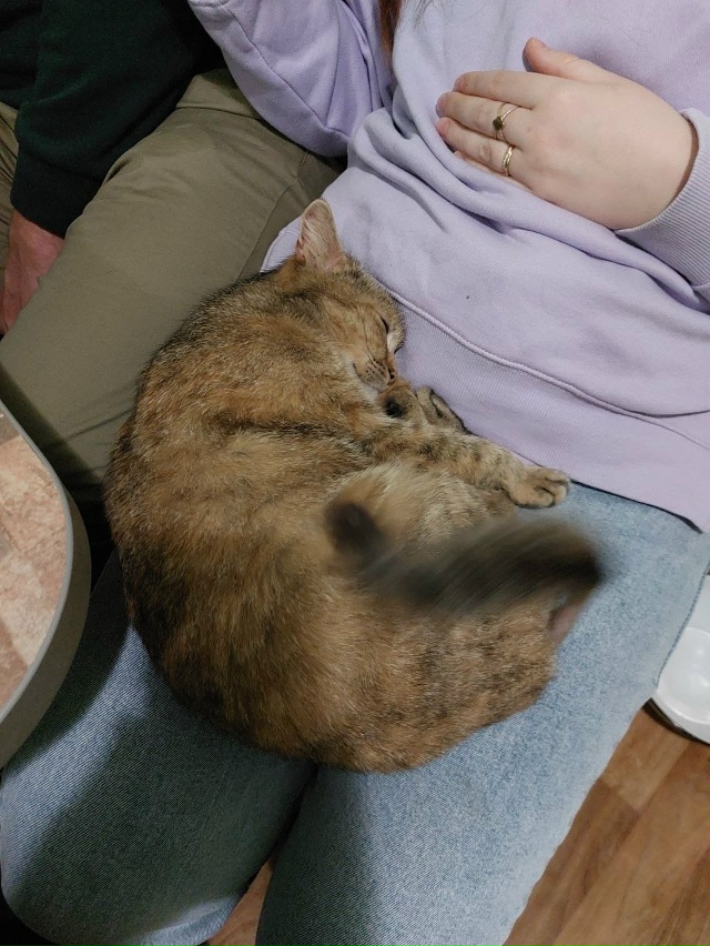 Пропала кошка
Отзывается на имя Соня
Пропала в районе...