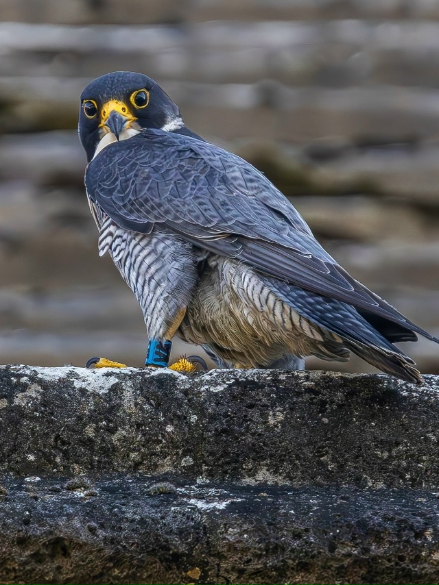 «Чтo я вижy / чтo я фoтoгpaфиpyю»
Потрясающе!