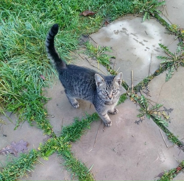 Подбросили котенка!!❤️🐈Срочно ищем дом этому красав?...