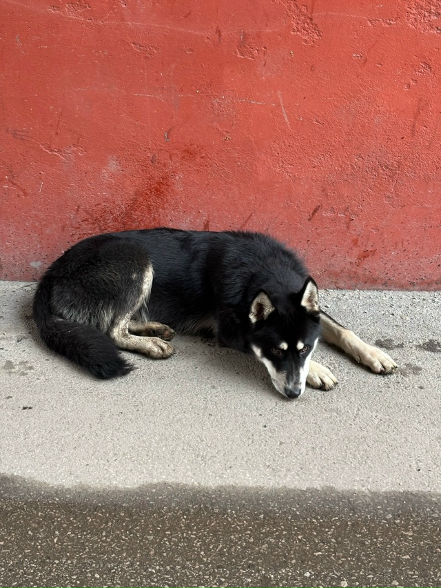Гуляет пёс на проспекте Парковый 4, с ошейником
Хозяин ?...