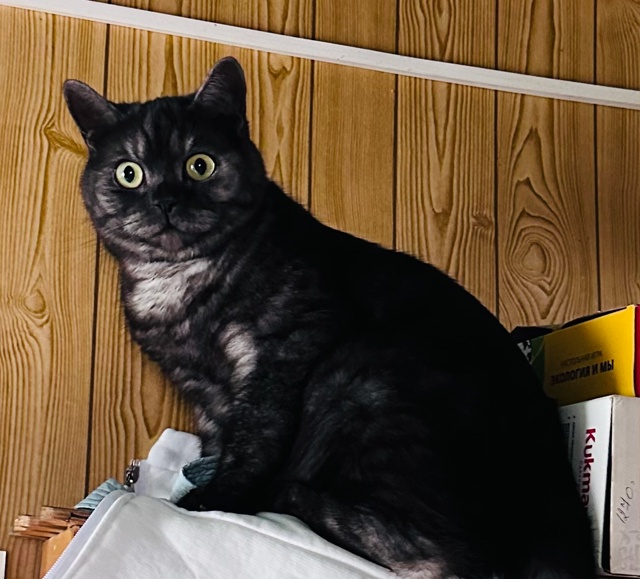 Потерялся 🐈⬛ кот. Может кто видел или приютил к себе...