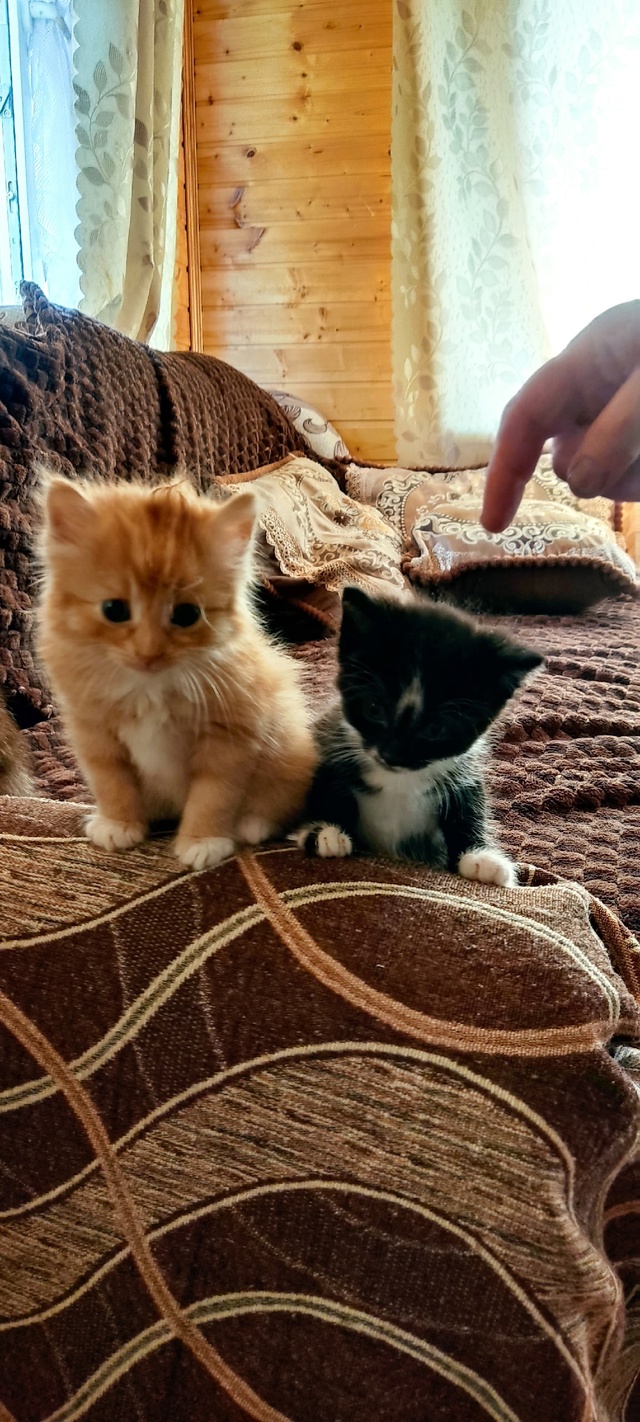 Котятки только в добрые ручки🙂🙂🙂рыженький и черный...
