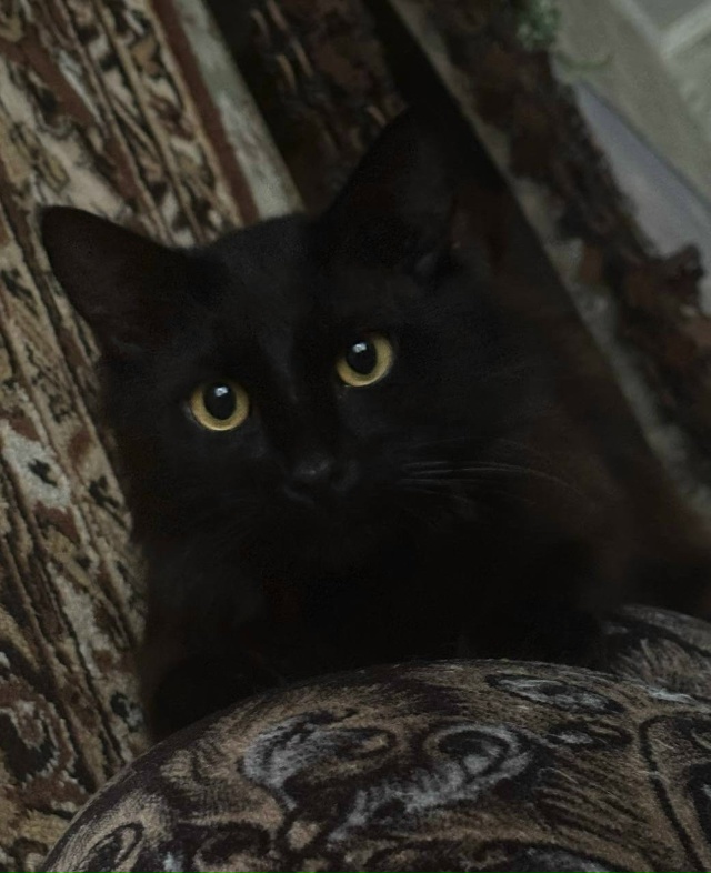 Пропал кот, убежал 17.11 в районе переулка Демократическ?...