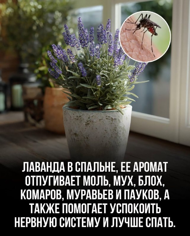 Комнатные растения очищают воздух лучше, чем дорогие фильтры, говорят эксперты
Некоторые из них уби